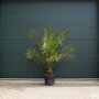 Dadelpalm ‘Phoenix canariensis’ 150 - 175 cm
